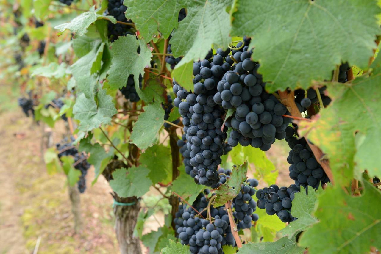 Weingut Erich Serwazi เมเซอนิค ภายนอก รูปภาพ
